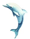 Watercolor image of graceful jumping dolphin isolated on white background. Hand drawn illustration of cute and smart mammal. Sea Royalty Free Stock Photo