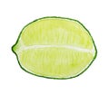 Watercolor image of half of lime