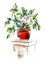 Watercolor image of houseplant on white background. Branching plant with wide green leaves in simple brown pot standing on bedside