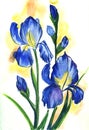 Watercolor image of iris. Blue elegant blooming flowers with unopened buds isolated on delicate light background with