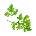 Watercolor image of leaves of parsley on white background hand draw