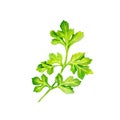Watercolor image of leaves of parsley on white background