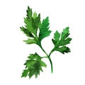 Watercolor image of leaves of parsley on white background.