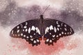 Watercolor image of a Lime Swallowtail butterfly on a vintage background. Butterfly close-up. Handmade illustration. Animal world
