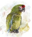 Watercolor Image Of Parrot Royalty Free Stock Photo