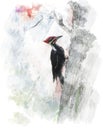 Watercolor Image Of Pileated Woodpecker (Dryocopus pileatus)