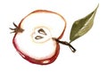 watercolor image of a red apple