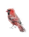 Watercolor Image Of Red Cardinal