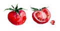 Watercolor image of a red tomato on a white background Royalty Free Stock Photo