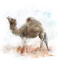 Watercolor Image Of Single-Humped Camel Royalty Free Stock Photo