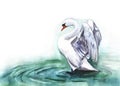 Watercolor image of single white swan standing in pure water and ready to spread its wings. Hand drawn illustration of elegant Royalty Free Stock Photo