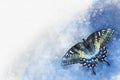Watercolor image of a Swallowtail butterfly - Papilio machaon - on a vintage background. Butterfly close-up. Handmade illustration