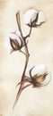Watercolor image of tender cotton twig on soft beige background. Delicate white soft heads on dry brown branch. Hand