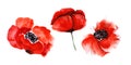 Watercolor image of three blurred poppy flowers isolated on white background. Blooming bright scarlet heads with black