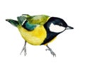 Watercolor image of tomtit