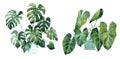 Watercolor image with tropical leaves and leaves of indoor plants. Home plant in pots. Greenery. Juicy. Floral design element.