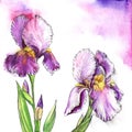 Watercolor image of two beautiful irises of purple shades with fluffy bright yellow centers on delicate background of pastel hues