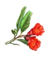 Two red flowers of pomegranate Royalty Free Stock Photo