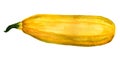 Watercolor yellow zucchini