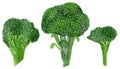 Watercolor inflorescence of green cabbage broccoli isolated on white background.