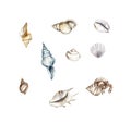 Watercolor Inhabitants of the Sea Summer Holidays sea shell Royalty Free Stock Photo