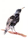 Watercolor and ink black bird on the branch Royalty Free Stock Photo