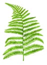 Watercolor ink green fern leaf. Hand painted realistic forest plant Polypodiopsida isolated on white background Royalty Free Stock Photo