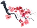 Watercolor and ink illustration of blossom sakura tree with flowers and buds. Oriental traditional painting in style sumi-e, u-sin Royalty Free Stock Photo