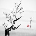 Watercolor ink paint art vector texture illustration plum blossom tree. Translation for the Chinese word : Plum flower