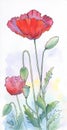 Watercolor and ink poppies drawing. hand-drawn illustration