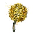 Watercolor and ink series: yellow summer scenic dandelion flower Royalty Free Stock Photo