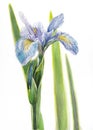 Watercolor Iris flower Royalty Free Stock Photo