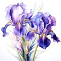 watercolor iris flowers illustration on a white background. Royalty Free Stock Photo