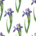 Watercolor iris seamless pattern on white background