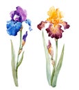 Watercolor iris set