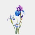 Watercolor iris vector composition Royalty Free Stock Photo