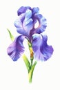 Watercolor hand painted iris vector illustration Royalty Free Stock Photo