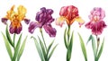 Watercolor irises, beautiful colorful flowers isolated on white background. Hand drawn floral illustration Greeting card Royalty Free Stock Photo