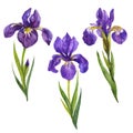 Watercolor irises flowers set