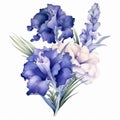 Watercolor Irises And Leaves: Dark Sky-blue And Light Violet Illustration Royalty Free Stock Photo