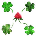 Watercolor irish clover shamrock flower set isolated