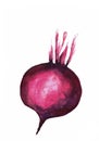 Watercolor isolated beet