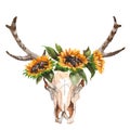 Watercolor isolated bull`s head with flowers and feathers on white background. Boho style. Skull for wrapping, wallpaper Royalty Free Stock Photo