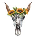 Watercolor isolated bull`s head with flowers and feathers on white background. Boho style. Skull for wrapping, wallpaper Royalty Free Stock Photo