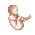 Watercolor isolated fetus