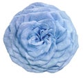 Watercolor isolated flower light blue rose on a white background. Closeup. For design. Royalty Free Stock Photo