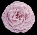 Watercolor isolated flower light pink rose on the black background. Closeup. For design. Royalty Free Stock Photo
