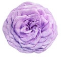 Watercolor isolated flower light-purple rose on a white background. Closeup. For design. Royalty Free Stock Photo