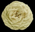 Watercolor isolated flower light yellow rose on the black background. Closeup. For design. Royalty Free Stock Photo