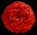 Watercolor isolated flower red rose on the black background. Closeup. For design. Royalty Free Stock Photo